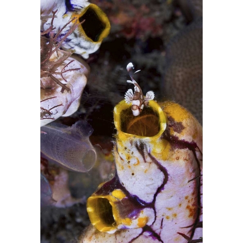 Indonesia, Sweetlip fish in a sea squirts siphon